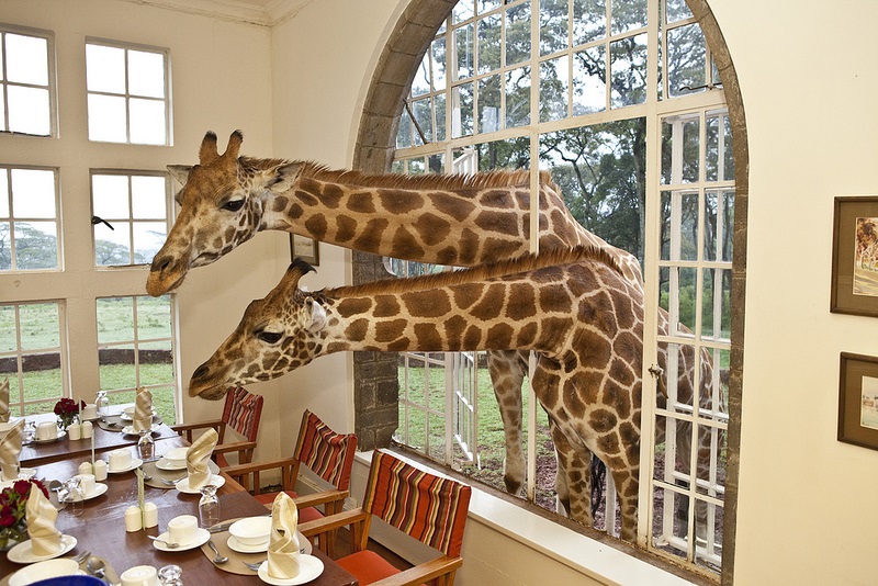 Giraffe Manor/The Safari Collection